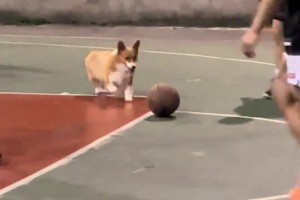 😁下辈子再玩篮球我就是狗里的那位吗？